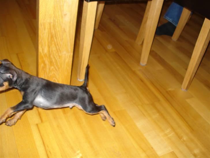 Dvaergpinscher Rødkildes Nato - Jeeg er en lyn kineser  billede 17