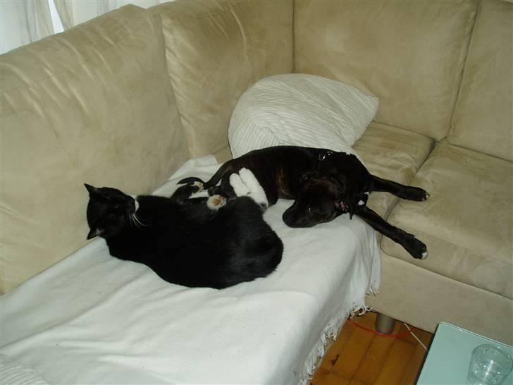 Staffordshire bull terrier Lisa billede 9