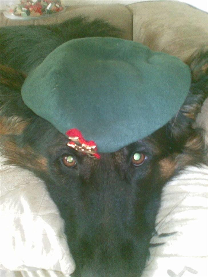 Schæferhund Kouran ...død 01-06-10 - man er vel en soldaterhund :-D billede 6