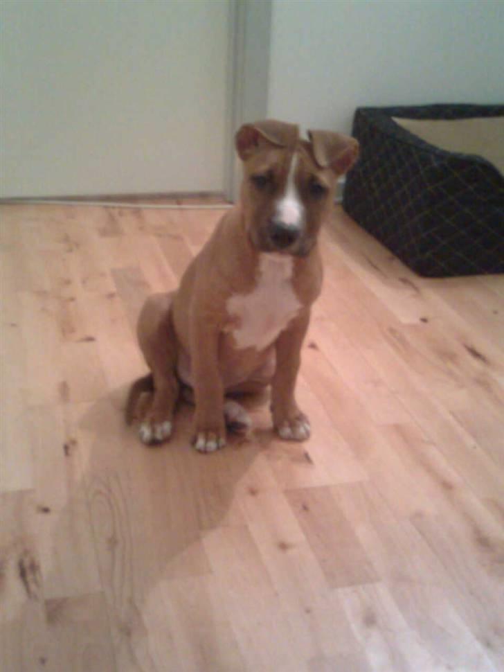 Amerikansk staffordshire terrier Zimba billede 1