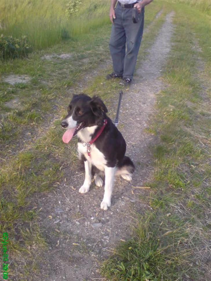 Border collie Blacki billede 1