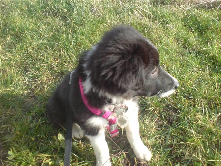 Border collie Blacki billede 2