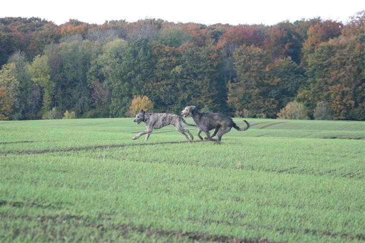 Irsk ulvehund Sirius billede 2