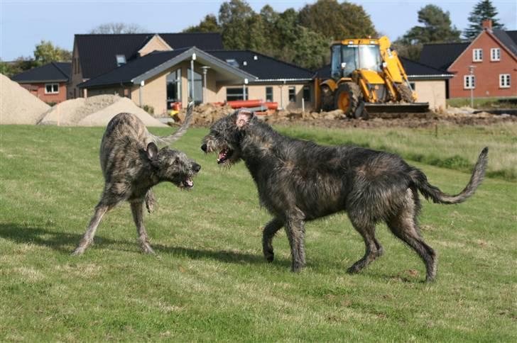 Irsk ulvehund Sirius billede 3