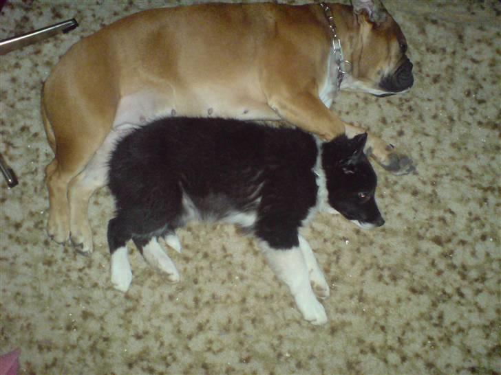 Border collie Blacki billede 3