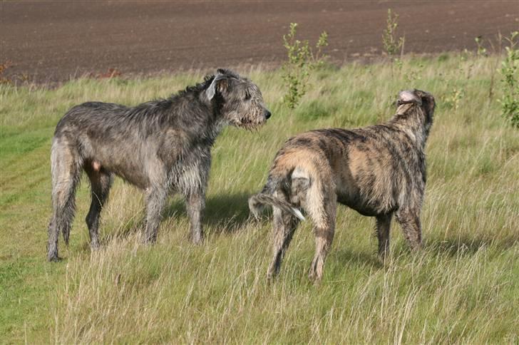 Irsk ulvehund Sirius billede 4