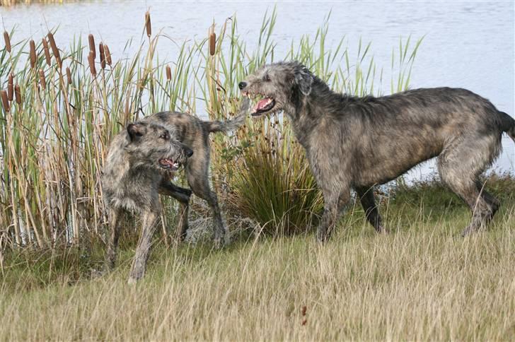 Irsk ulvehund Sirius billede 5