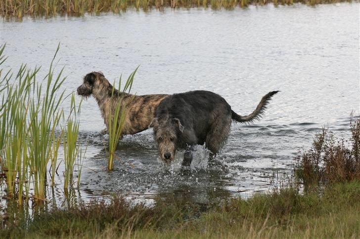 Irsk ulvehund Sirius billede 6