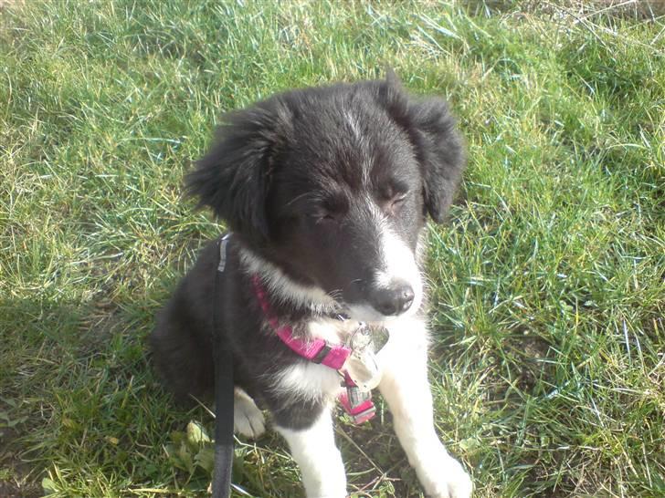 Border collie Blacki billede 4
