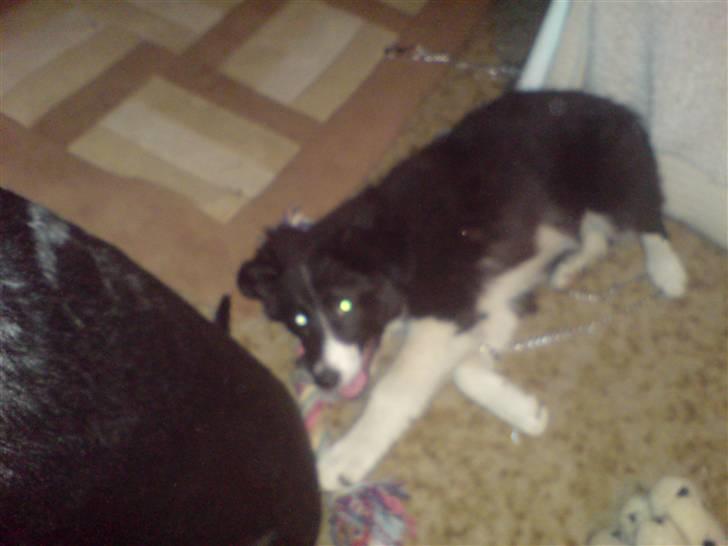 Border collie Blacki billede 5