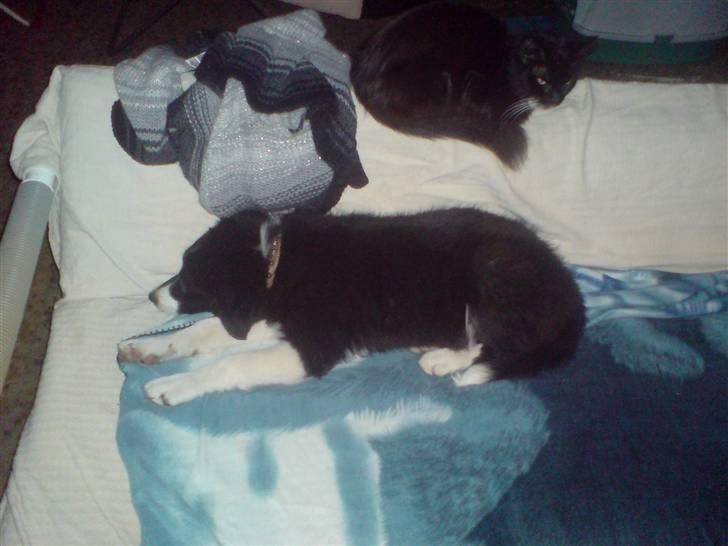 Border collie Blacki billede 6