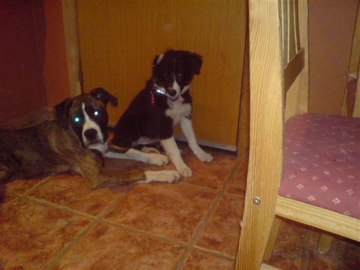 Border collie Blacki billede 7