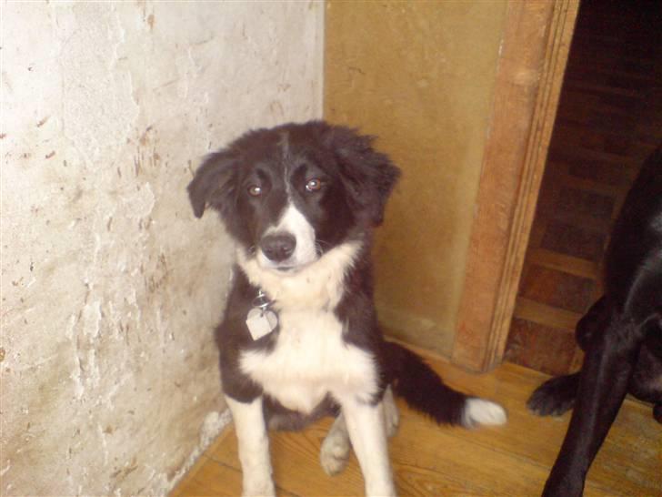 Border collie Blacki billede 8