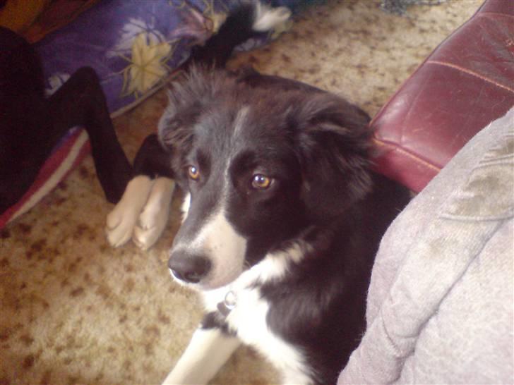 Border collie Blacki billede 9