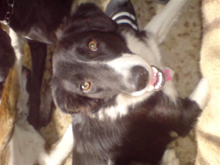 Border collie Blacki billede 10