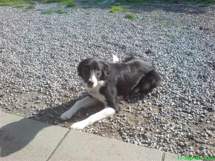 Border collie Blacki billede 11