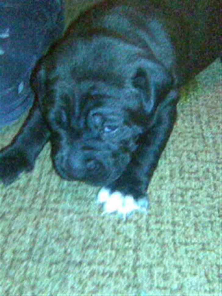 Blanding af racer amstaff/labradore   Kanzi - tager du nu billed igen billede 1