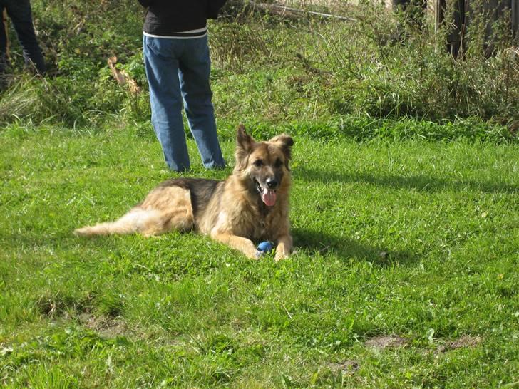 Blanding af racer Rocky - Velkommen til Rocky´s profil billede 1