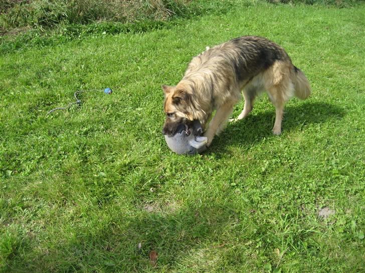 Blanding af racer Rocky billede 2