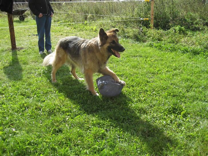 Blanding af racer Rocky billede 3