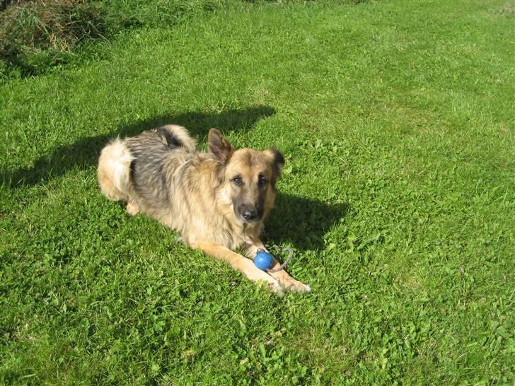 Blanding af racer Rocky billede 4