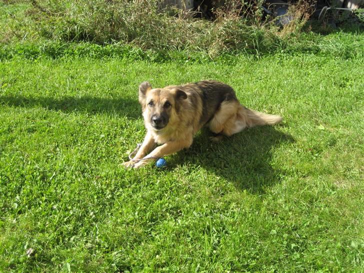 Blanding af racer Rocky billede 5