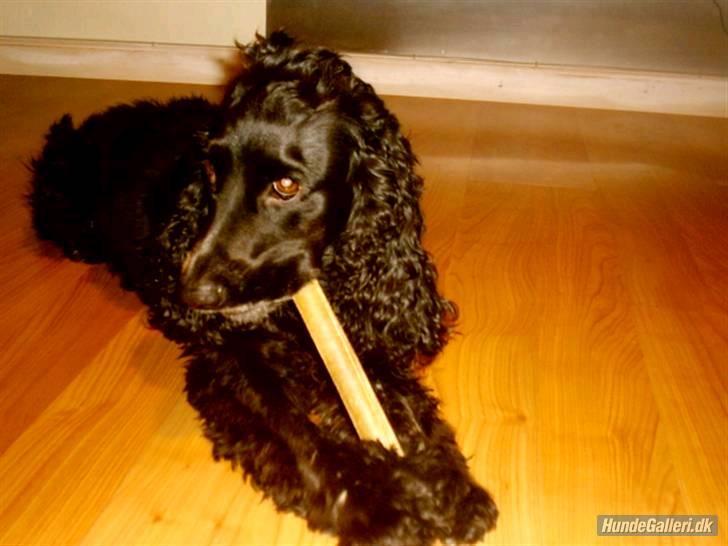 Cocker spaniel Bonnie (død 4 maj 2008)  billede 13