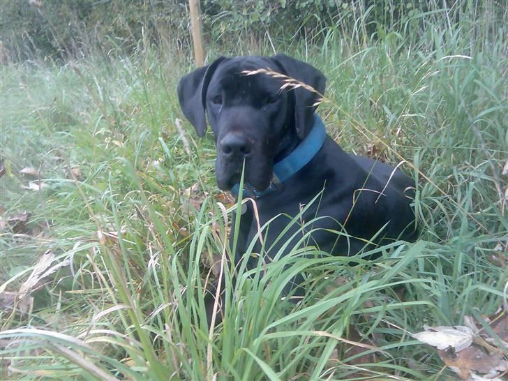 Grand danois shoopy (fået nyt hjem) billede 1