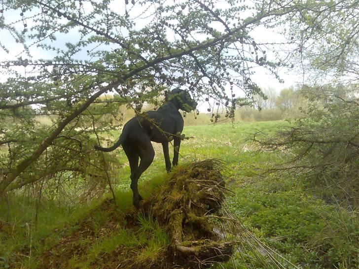 Grand danois shoopy (fået nyt hjem) - Ved ikk om han leger løvernes konge!!!  ;-) billede 2