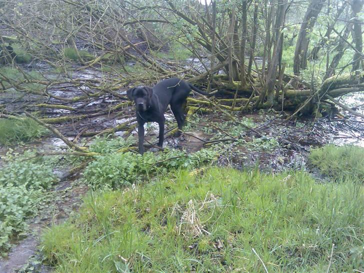 Grand danois shoopy (fået nyt hjem) - Nede ved kilden billede 3