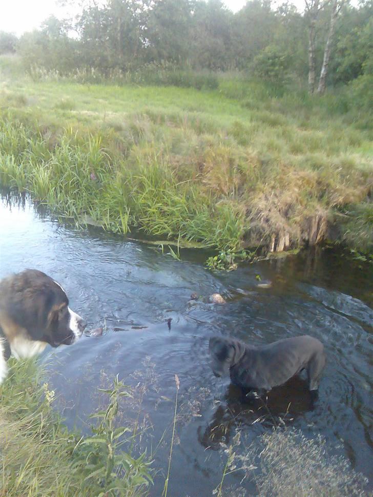 Grand danois shoopy (fået nyt hjem) - Da det var meget varm legede han meget nede ved bækken sammen vores to andre hunde (Lulu og Balou) billede 4