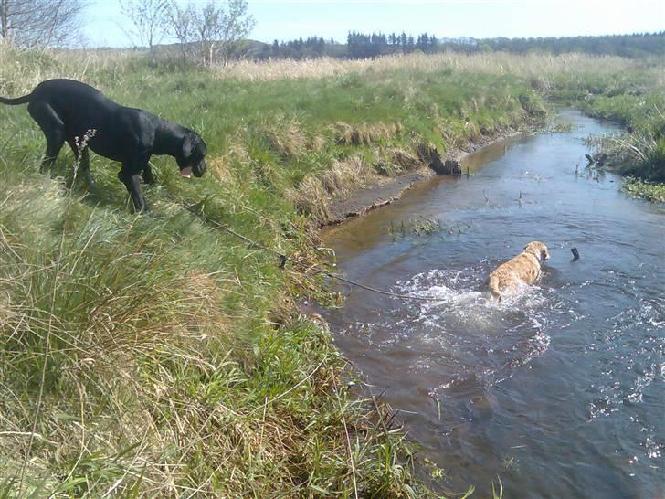 Grand danois shoopy (fået nyt hjem) billede 5