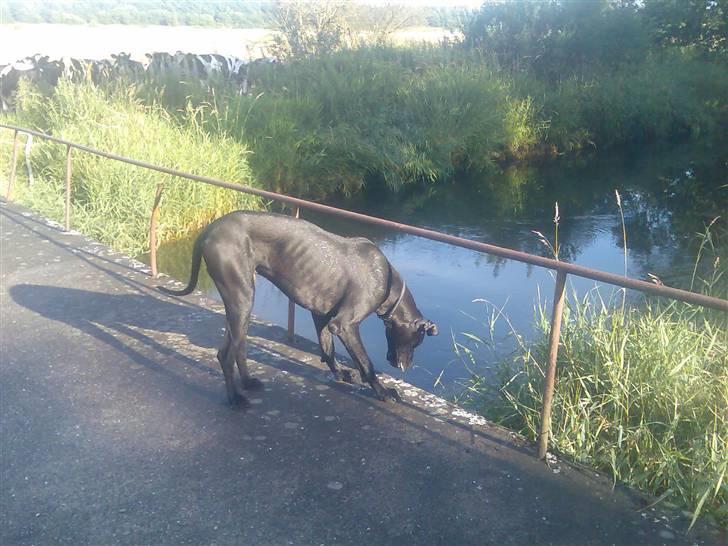 Grand danois shoopy (fået nyt hjem) billede 6