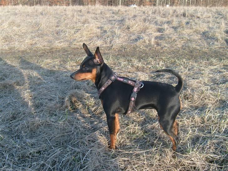 Dvaergpinscher Diva - Diva på skovtur :) billede 19