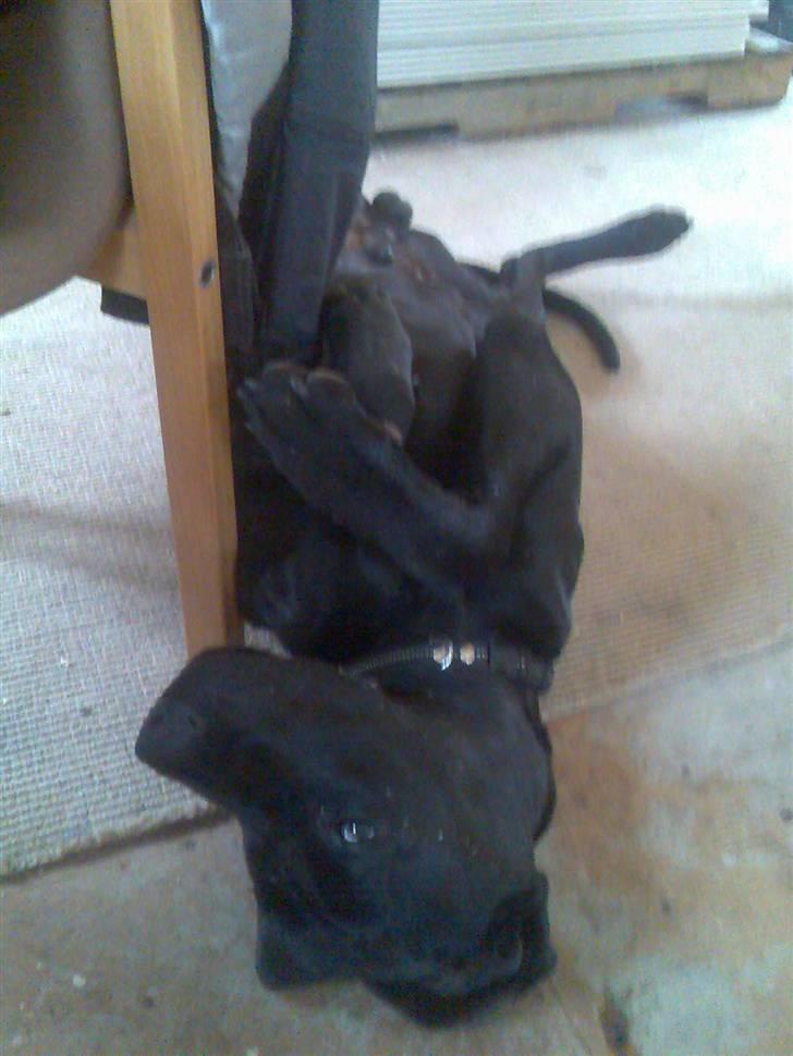 Grand danois shoopy (fået nyt hjem) - Go´med en lille lur billede 7