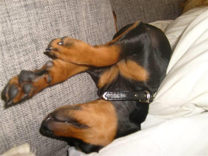 Dvaergpinscher Diva - Diva ligger og over hendes skønhedssøvn :) Omkring 10 ger billede 20