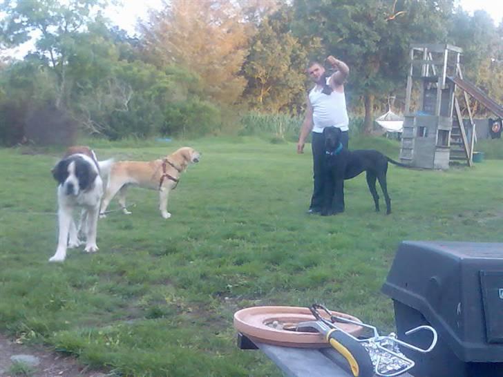 Grand danois shoopy (fået nyt hjem) - Sønnen i huset leger tit med os... billede 8