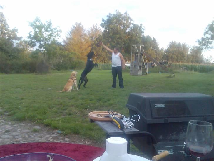 Grand danois shoopy (fået nyt hjem) billede 9