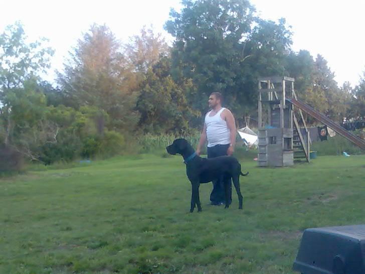 Grand danois shoopy (fået nyt hjem) billede 10