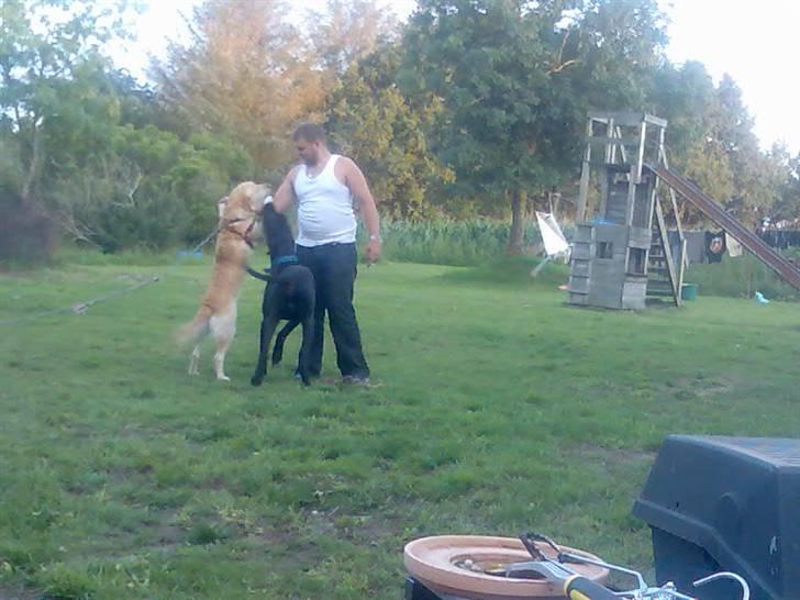 Grand danois shoopy (fået nyt hjem) billede 11