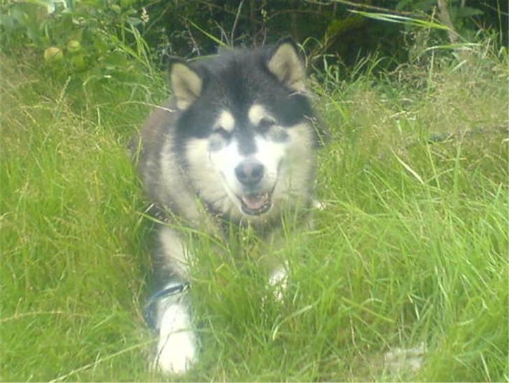 Alaskan malamute Sneaky - Sneaky er med i haven billede 1