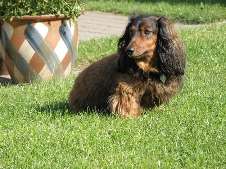 Gravhund Oliver ! <3 - Oliver når han keder sig -.- billede 19