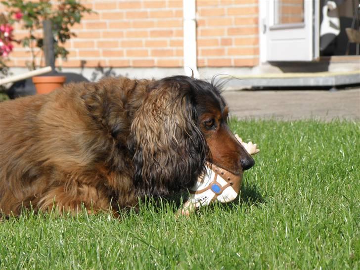 Gravhund Oliver ! <3 - Oliver med yndlings leget tøjet "Hans" :D billede 20