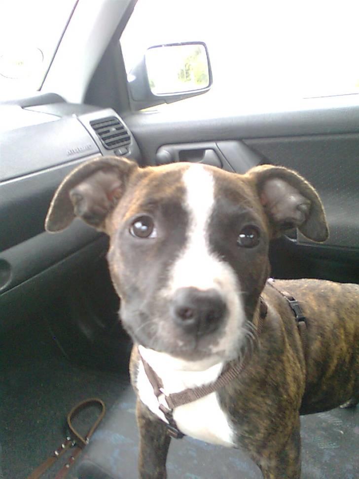 Amerikansk staffordshire terrier Belle billede 6