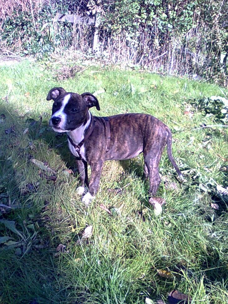 Amerikansk staffordshire terrier Belle billede 7