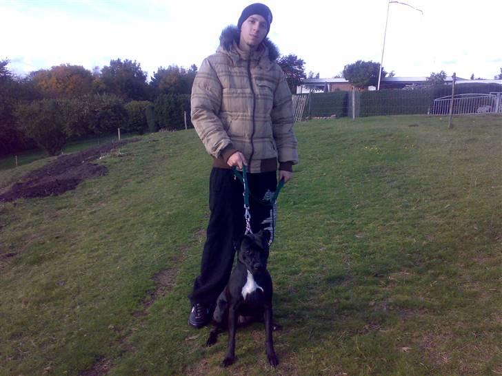 Amerikansk staffordshire terrier akira  billede 18