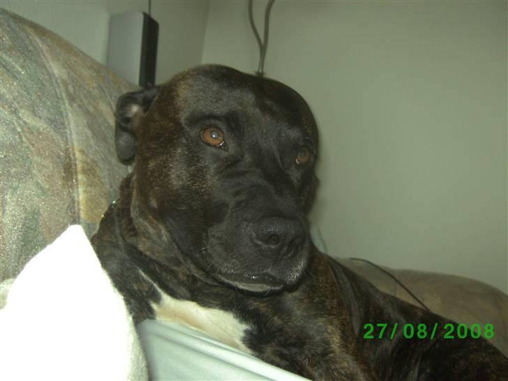 Amerikansk staffordshire terrier nicko billede 10