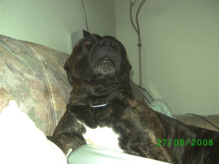 Amerikansk staffordshire terrier nicko billede 11