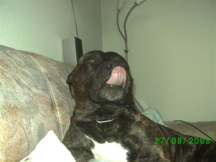 Amerikansk staffordshire terrier nicko billede 12