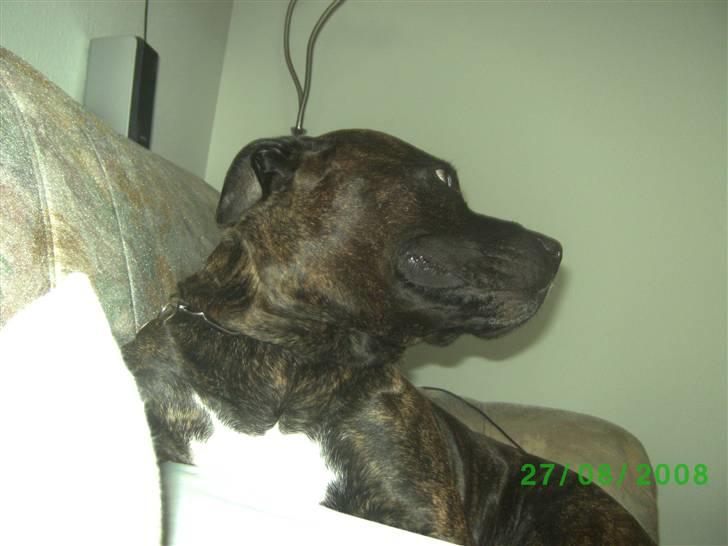 Amerikansk staffordshire terrier nicko billede 13